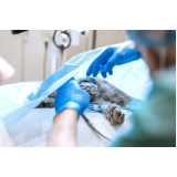 cirurgia castração cachorro preço Água Branca