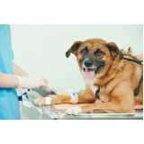 cirurgia castração cachorro Vila Picinin