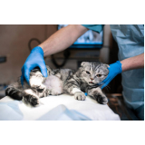 cirurgia castração gato Vila Leopoldina