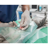 cirurgia de castração de gato fêmea marcar Vila Cavaton