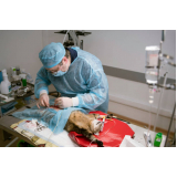 cirurgia de castração de gato marcar Sítio Morro Grande