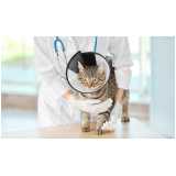 cirurgia de castração para gatos preço Bom Retiro