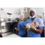 cirurgia de castração para gatos Jardim Vera Cruz