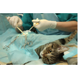 cirurgia em gatos Jardim São Silvestre