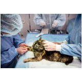 cirurgia gatos agendar Consolação