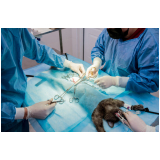 cirurgia gatos marcar Vila Buarque