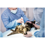cirurgia gatos Vila Mariana
