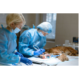 cirurgia oncológica veterinária agendar Santana