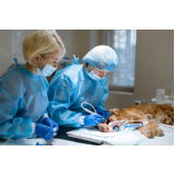 cirurgia oncológica veterinária Higienópolis