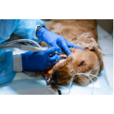 cirurgia para cachorros agendar Vila Romana