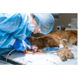 cirurgia para cachorros Vila Mariana