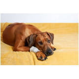 cirurgia ruptura ligamento cruzado cães agendar Vila Mariana