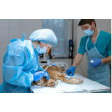 cirurgias veterinárias agendar Campos Elíseos