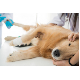clínica com castração cachorro macho Parque Rebouças