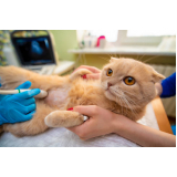 clínica com castração em gatos perto de mim Freguesia do Ó