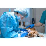 clínica com cirurgia cachorro Água Branca