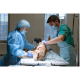 clínica com cirurgia em animais Jardim Monjolo