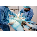 clínica com cirurgia gatos Vila Picinin