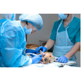 clínica com cirurgia oncológica veterinária Ibirapuera