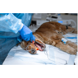 clínica com cirurgia para cachorros Santa Cecília