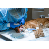 clínica com cirurgias veterinárias Aclimação