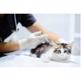 clínica com exame gato fiv felv Vila Romana