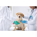 clínica com ozonioterapia em cachorros Barra Funda