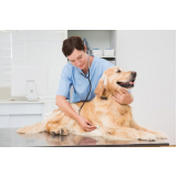 clínica com ozonioterapia em cães castrados Jardim São Silvestre