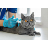 clínica com teste fiv e felv para gatos Freguesia do Ó