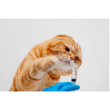 clínica com teste gato de fiv felv Bairro do Limão