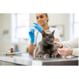clínica com vacina antirrábica para gatos Sumarezinho