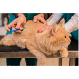clínica com vacina gato Perdizes
