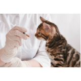 clínica com vacina para gatos não pegar cria Alto de Pinheiros