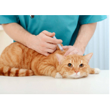 clínica com vacina v4 para gatos Jardim Europa