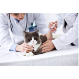 clínica com vacinas de gato Jardim Cachoeira