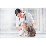 clínica com veterinaria 24 horas Consolação