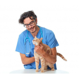 clínica com veterinaria de felinos Luz