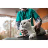 clínica com veterinário de gato Parque Industrial Tomas Edson