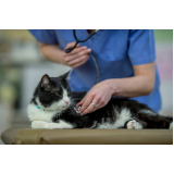 clínica com veterinário especialista em gatos e cachorros Cerqueira Cezar