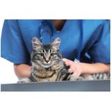 clínica com veterinário especializado em felinos São Paulo