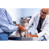 clínica com veterinário ortopedista para gatos Vila Moinho Velho