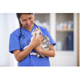 clínica com veterinário para castrar gato Jardim Vera Cruz