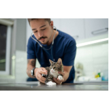 clínica com veterinários especialistas em gatos Bixiga