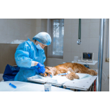 clínica para cirurgia em animais Vila dos Ferroviários