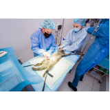 clínica para cirurgia gatos Higienópolis