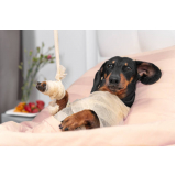clínica para cirurgia ruptura ligamento cruzado cães Bairro Siciliano