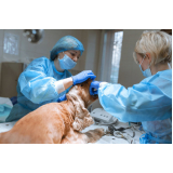 clínica para cirurgias veterinárias Centro