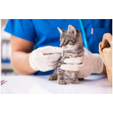 clínica pet para gatos agendar Bairro Siciliano