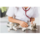 clínica pet para gatos Vila Santa Delfina