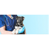 clínica que faz vacina filhote cachorro Paraíso